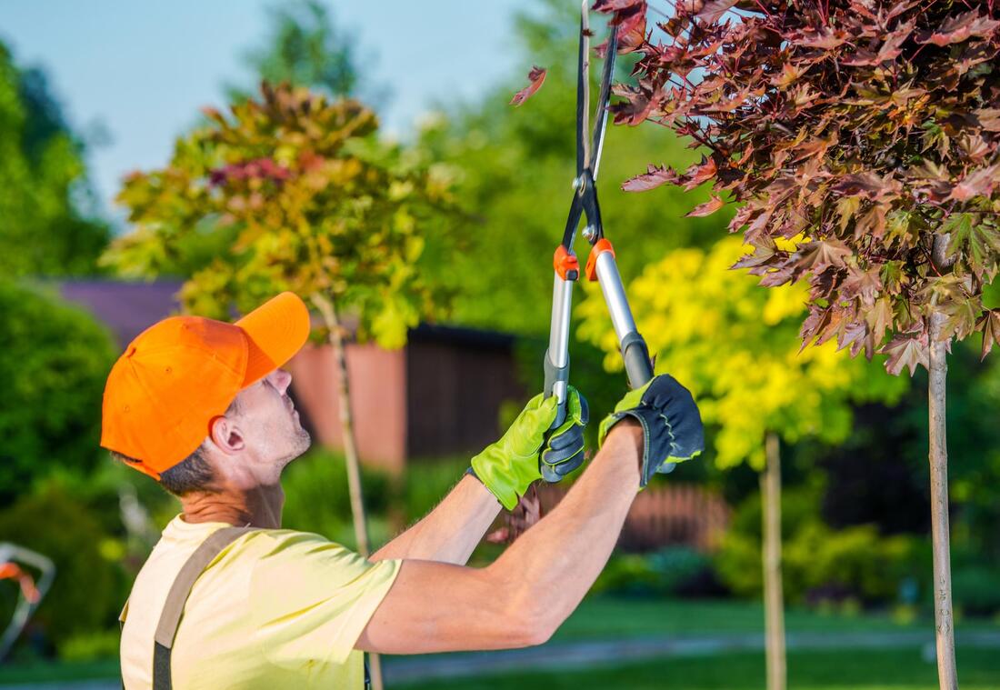 professional tree services expert 