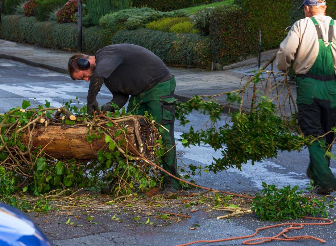 reliable tree services experts