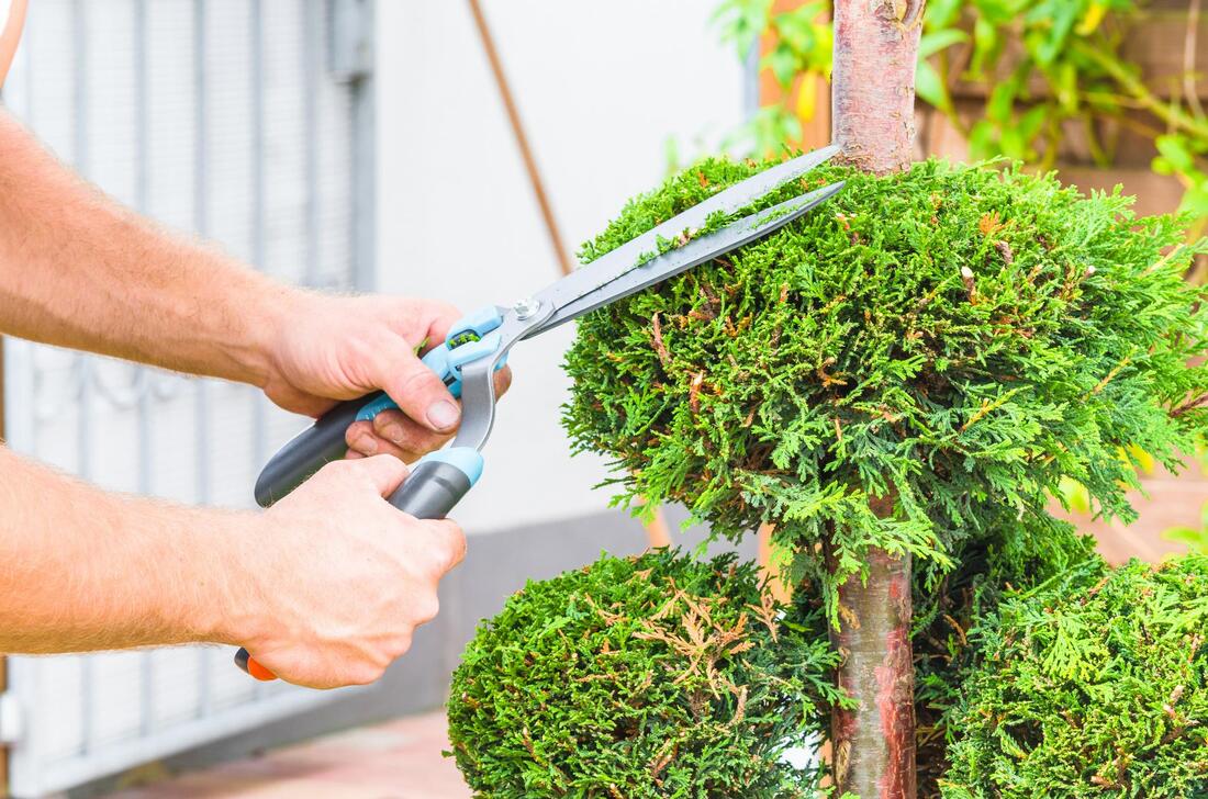 reliable tree pruning service 