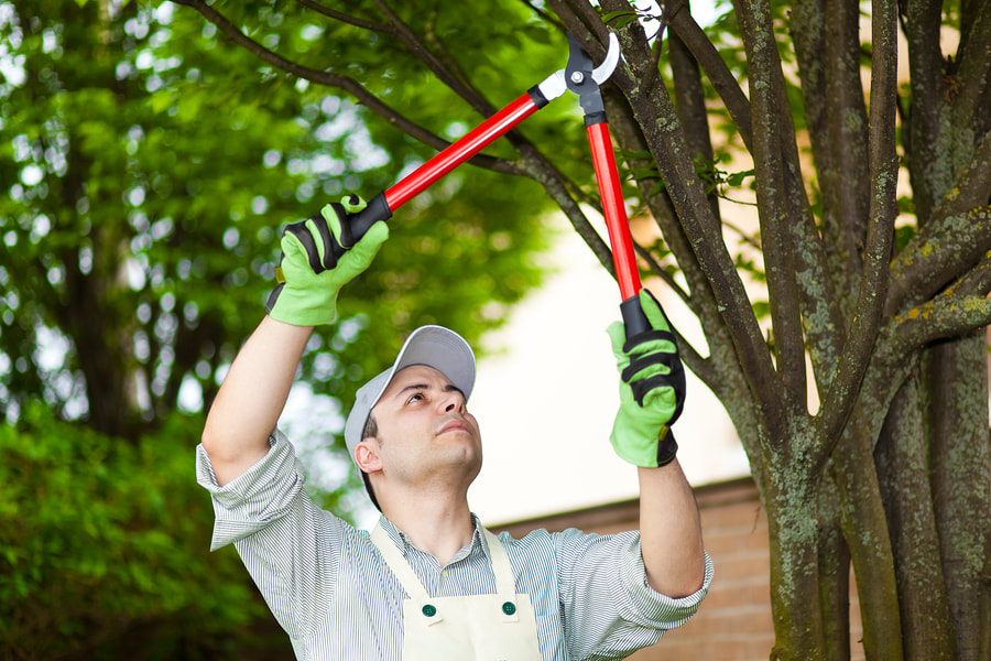professional tree pruning services 